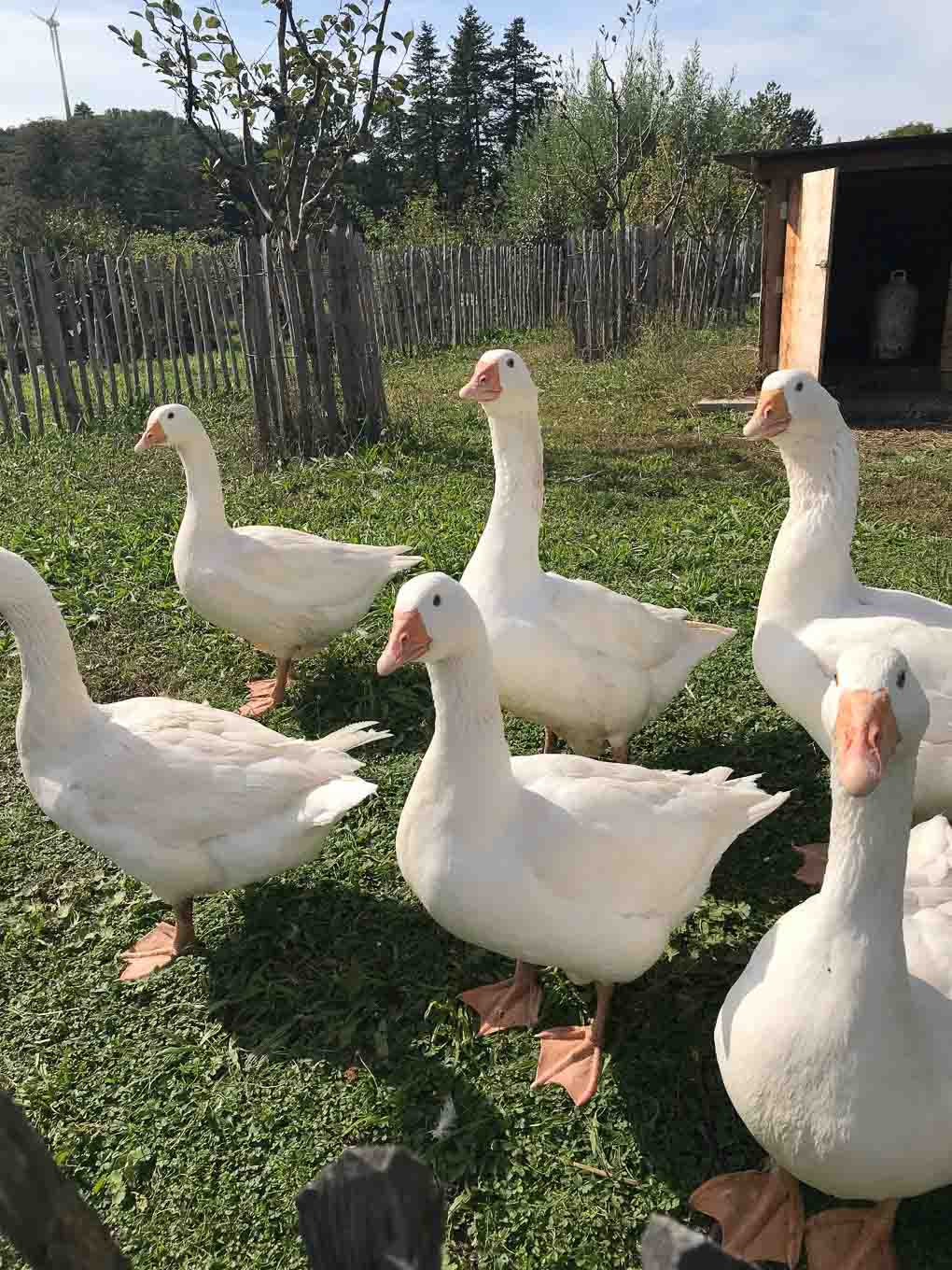 Schnatternde Gände
